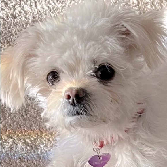 Meet your Posher, Dorothy - Picture 1 of 1